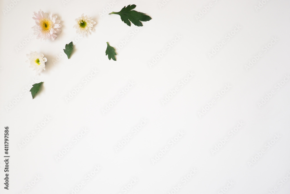 The top view of white background with white flower and their leaves use for your information or text message.