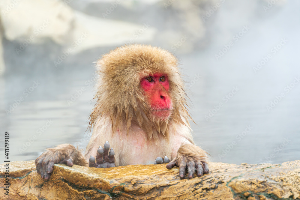 Japanese snow monkey (Macaque) relaxes in the hot spring in winter at snow monkey park. Japanese snow monkey (Macaque) relaxes in the hot spring in winter at snow monkey park.