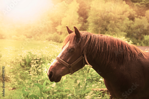 Brown horse portrait.Horse on the meadow.High quality photo