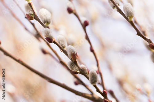  spring shoots on salix branches photo