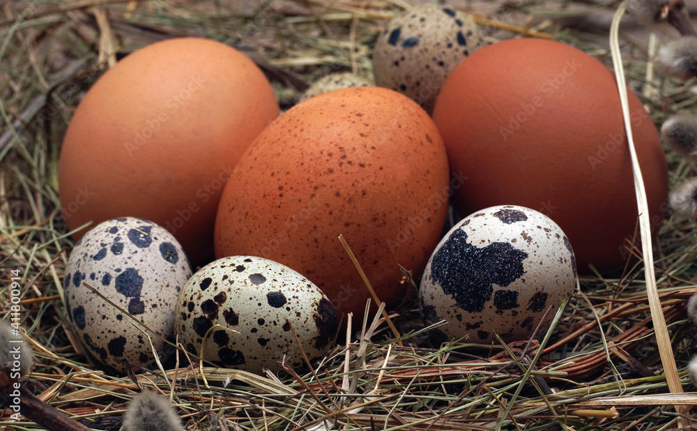 Obraz premium Easter eggs with Easter basket on wooden background. Easter Nature concept.