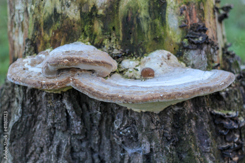 Birch fungus in forest photo