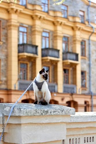 Mekong bobtail cat sits on brick fence