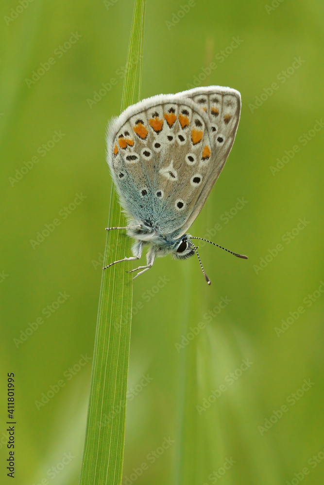 Closeup of an Icarus blue butterfly , Polyommatus icarus