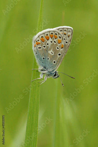 Closeup of an Icarus blue butterfly , Polyommatus icarus photo
