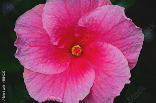 pink hibiscus flower