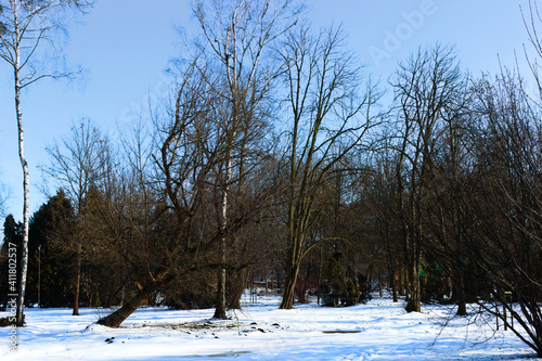 Winter landscape with trees on a sunny day.