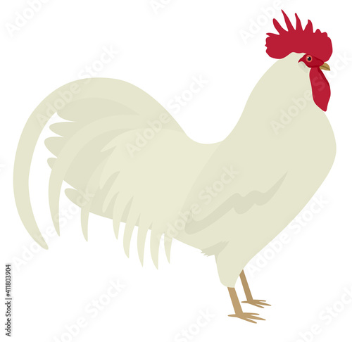 White Leghorn Rooster Breed of chickens Vector illustration Isolated object