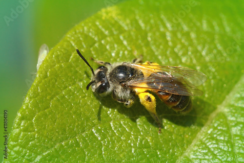 Close of a female Red-belied miner,  Andrena ventralis photo