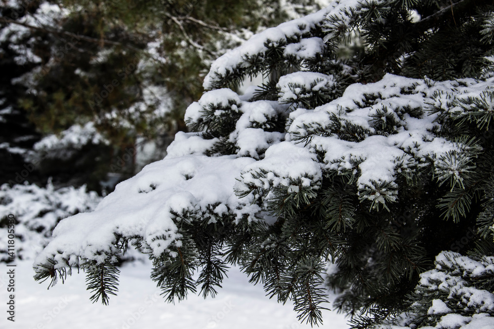 Christmas tree with a snow against background. Branches with a snow on them. Christmas tree with a snow against background. Branches with a snow on them.