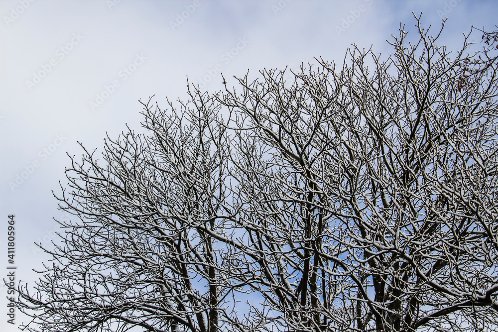 A tree branches with snow on it. Looking up to sky through tree branches. Beautiful black branches in front of sky. Naked trees with snow
