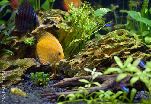 Blue and yellow discus fish in aquarium.fish focus, symphysodon hybrid