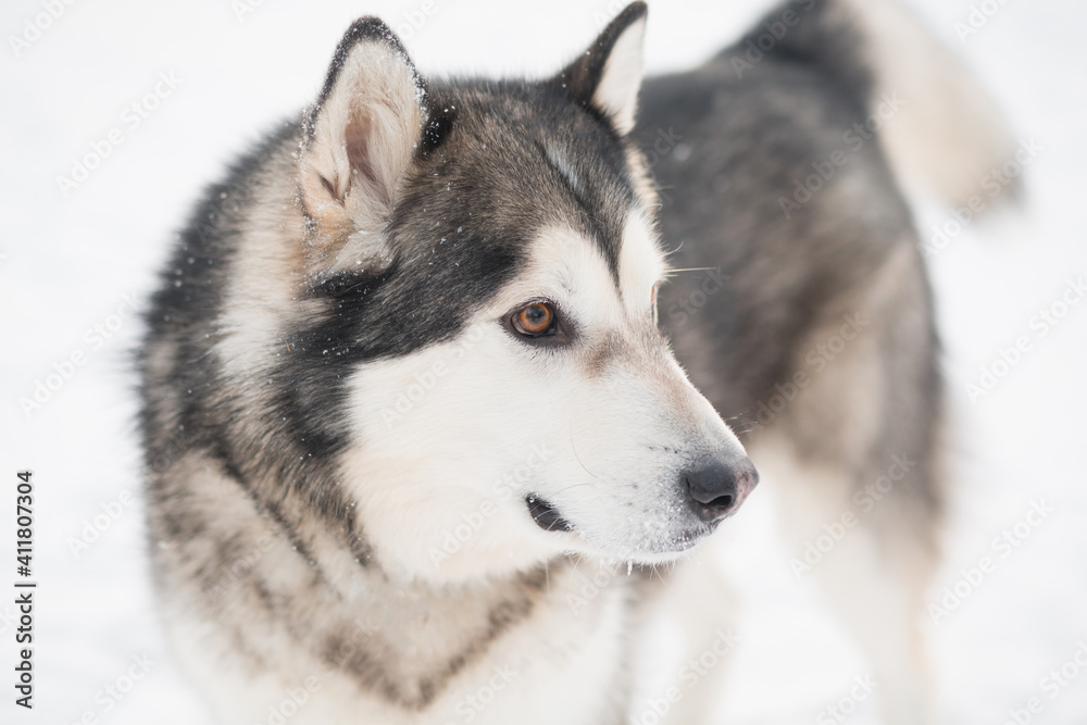Young beautiful alaskan malamute dog in snow. winter forest. close up side view.