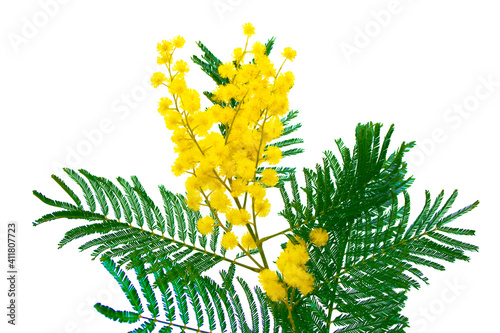 Bush of yellow spring flowers mimosa isolated on white background.