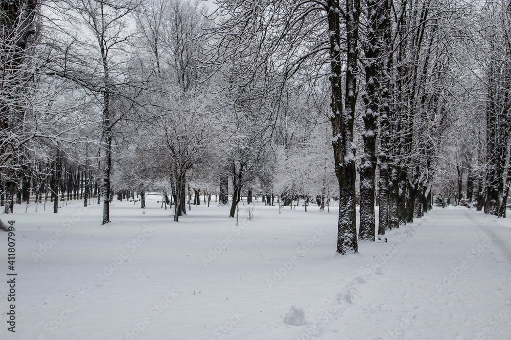 Obraz premium Snowy winter landscape with trees in the winter park in cold day in the city Sumy in Ukraine