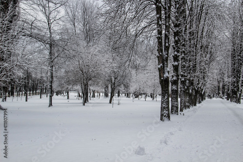 Snowy winter landscape with trees in the winter park in cold day in the city Sumy in Ukraine