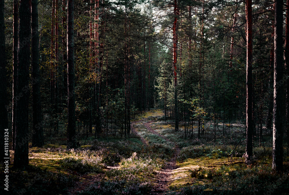 Obraz premium Forest in autumn