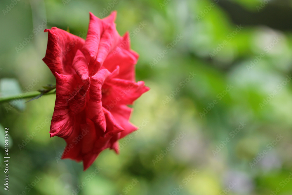 special red rose with green background on valentine day special red rose with green background on valentine day