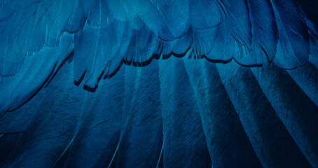 blue feather pigeon macro photo. texture or background
