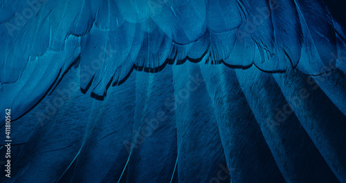 blue feather pigeon macro photo. texture or background photo