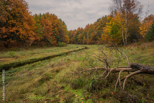 Obraz na płótnie Czarna river at autumn near Gora Kalwaria, Mazowieckie, Poland w salonie