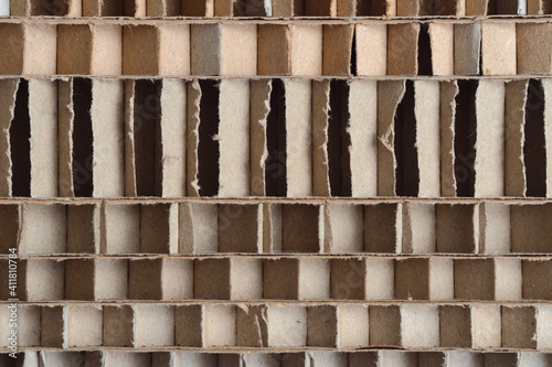 Wabenpappen in der Seitenansicht, Deutschland, Europa