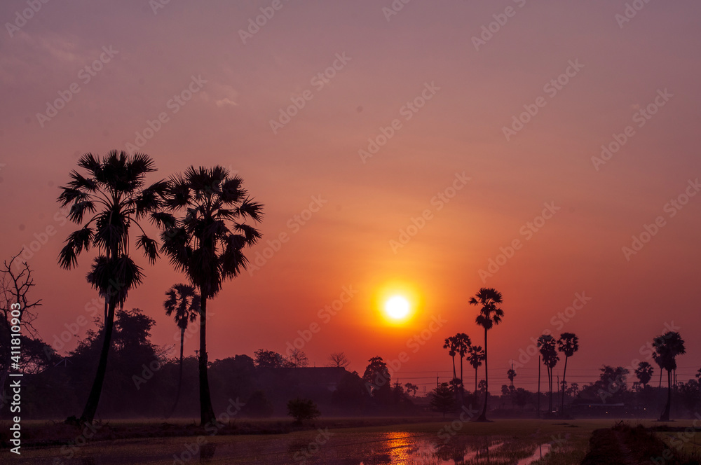 Light and shadow palm trees on rice fields and silhouettes of the sun. Light and shadow palm trees on rice fields and silhouettes of the sun.