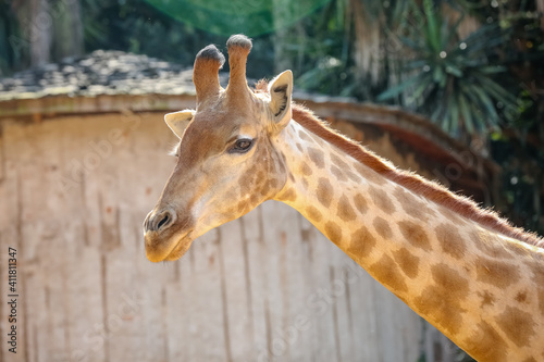 A girafa é um mamífero artiodáctilo africano, o animal terrestre vivo mais alto e o maior ruminante.