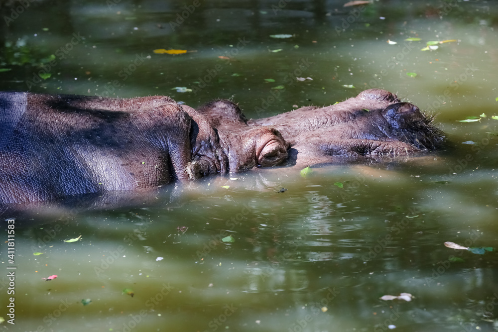 Fototapeta premium Vista de animais selvagem.