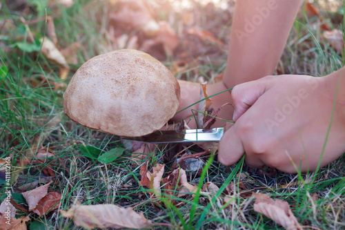 Child's hands cutting a mushroom in the forest in bending season