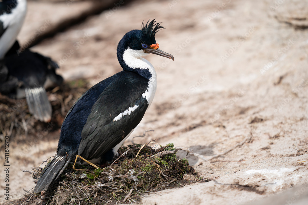 Obraz premium The King Cormorant (Phalacrocorax atriceps)
