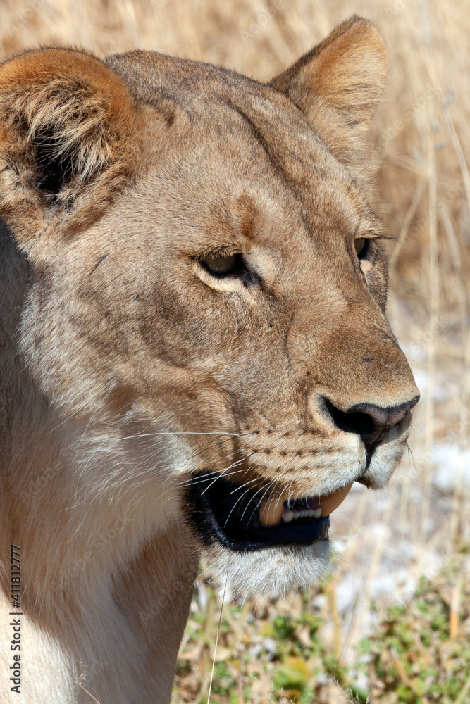 Obraz premium Lioness - Etosha - Namibia