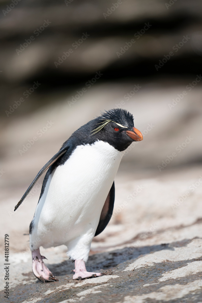 The Rockhopper Penguin (Eudyptes chrysocome) The Rockhopper Penguin (Eudyptes chrysocome)