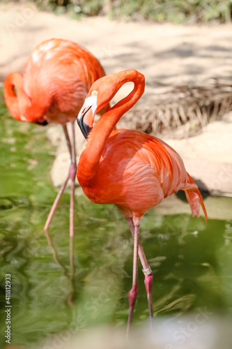 Aves e flamingos.