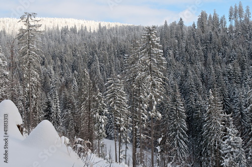 Spruce forest covered with snow. Mountain valley in the Beskids. Poland Europe.