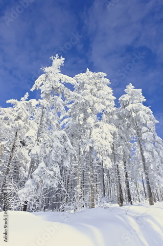 Snow-covered trees. Snowfall in Poland. Winter in Poland.