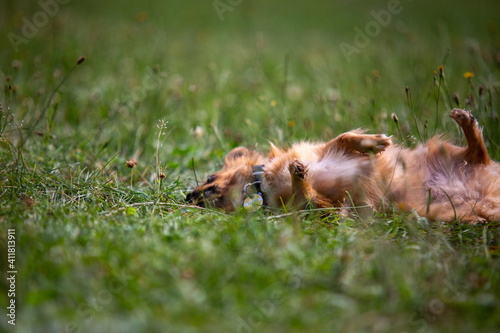 Langhaariger Chihuahua auf grüner Wiese photo