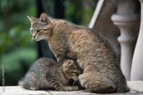 Cat mother and a kitten tired and sleepy after the meal