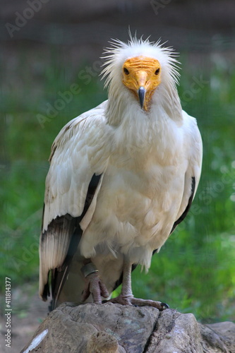 Egyptian vulture posing in the Prague Zoo 