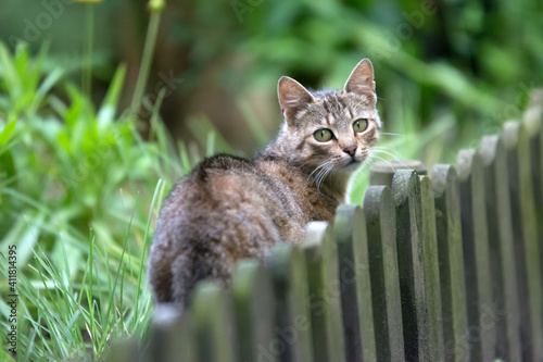 Beautiful grey she-cat walking in the garden - looking staight into the camera