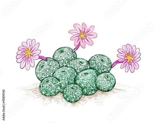 Illustration Hand Drawn Sketch of Rebutia Cactus with Pink Flower. A Succulent Plants with Sharp Thorns for Garden Decoration.
 photo