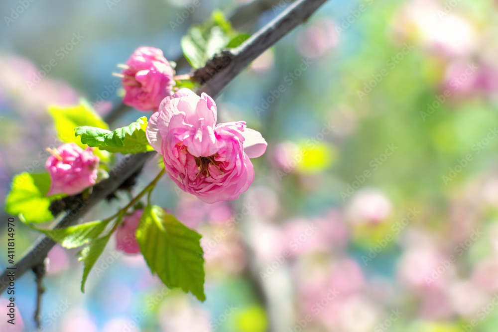 Springtime blossom flowers with copy space for text. Delicate pink flower head in bloom in sunlight, close-up. Beautiful nature scene with blossom almond tree branch and blue sky in early spring Springtime blossom flowers with copy space for text. Delicate pink flower head in bloom in sunlight, close-up. Beautiful nature scene with blossom almond tree branch and blue sky in early spring