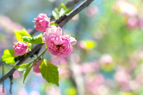 Springtime blossom flowers with copy space for text. Delicate pink flower head in bloom in sunlight, close-up. Beautiful nature scene with blossom almond tree branch and blue sky in early spring