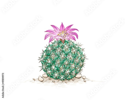 Illustration Hand Drawn Sketch of Neolloydia Cactus with Pink Flower. A Succulent Plants with Sharp Thorns for Garden Decoration.
