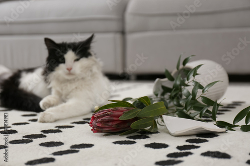 Cat lying near broken vase in living room, focus on flower photo