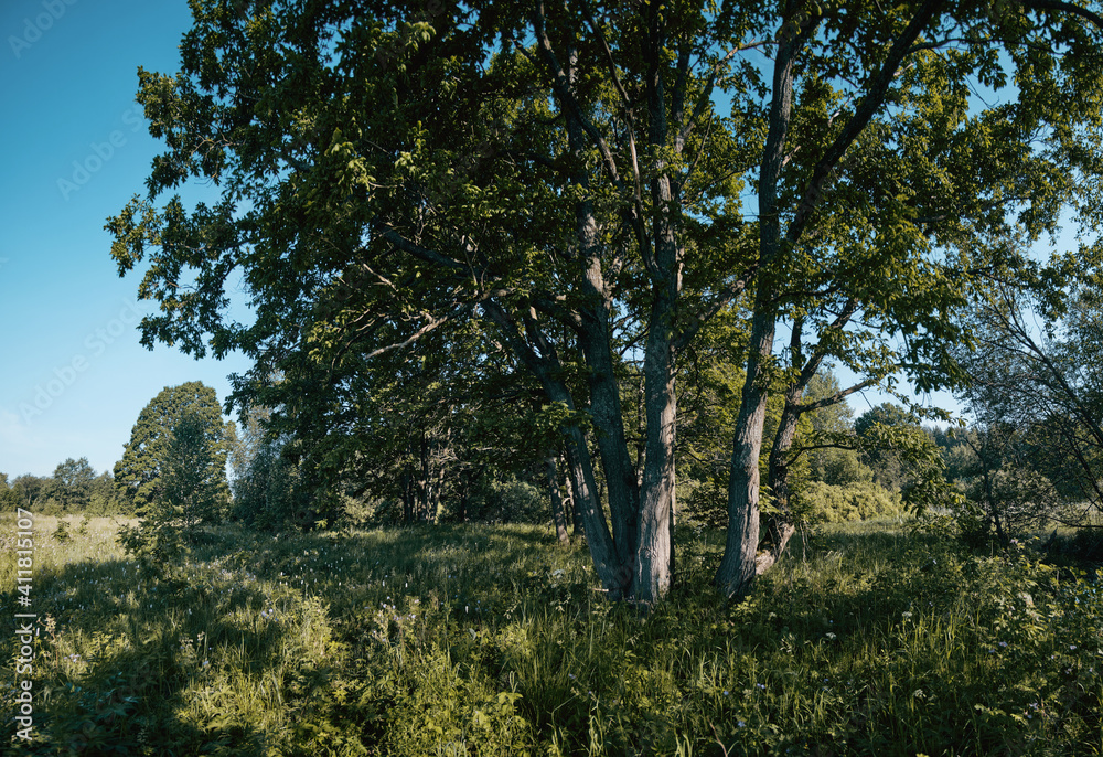 Trees in the forest