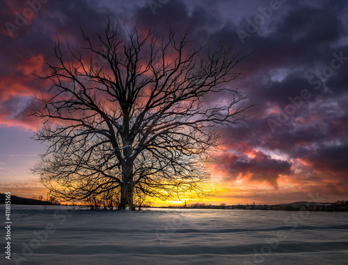 Alte Eiche im Winter bei Sonnenuntergang