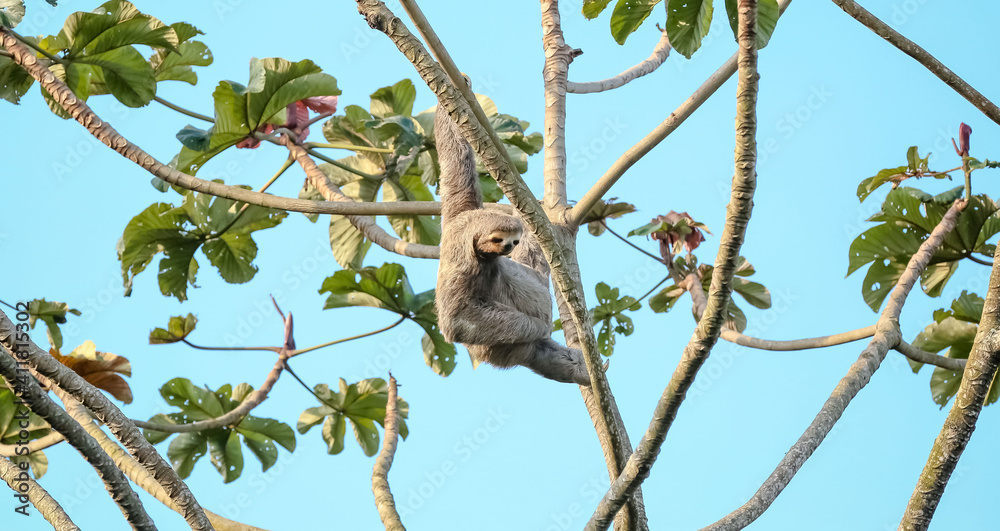 Folivora é uma subordem de mamíferos, da ordem Pilosa, cujas espécies são conhecidas popularmente por preguiça, bicho-preguiça.
