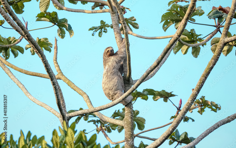 Folivora é uma subordem de mamíferos, da ordem Pilosa, cujas espécies são conhecidas popularmente por preguiça, bicho-preguiça. Folivora é uma subordem de mamíferos, da ordem Pilosa, cujas espécies são conhecidas popularmente por preguiça, bicho-preguiça.