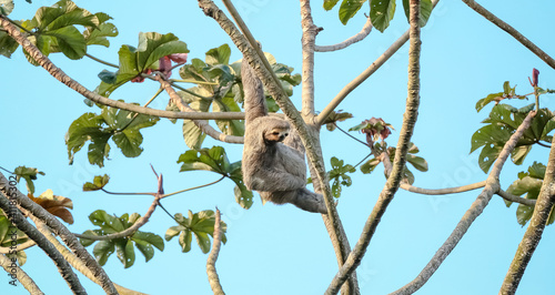 Folivora é uma subordem de mamíferos, da ordem Pilosa, cujas espécies são conhecidas popularmente por preguiça, bicho-preguiça. photo